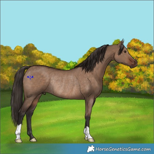 Horse Color:Liver Red Dun Rabicano 