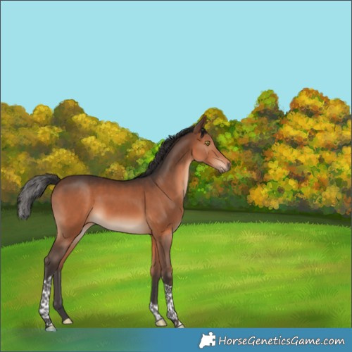 Horse Color:Brown Tobiano 