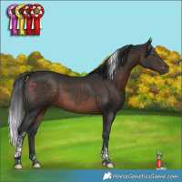 Horse Color:Brown Tobiano 