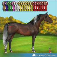 Horse Color:Brown Tobiano