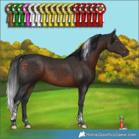 Horse Color:Brown Tobiano