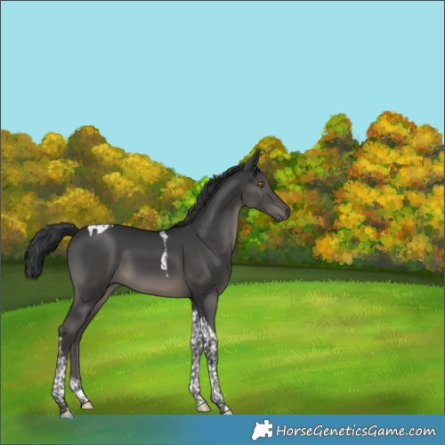 Horse Color:Black Tobiano 