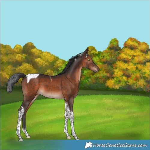 Horse Color:Brown Tobiano 