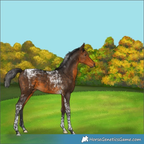 Horse Color:Gray Buckskin Tobiano 