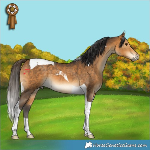 Horse Color:Buckskin Tobiano 