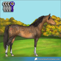 Horse Color:Buckskin Tobiano