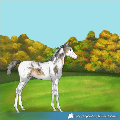 Horse Color:Gray Buckskin Splash Tobiano 