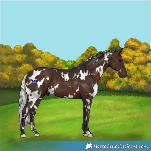 Horse Color:White Spotted Silver Brown 