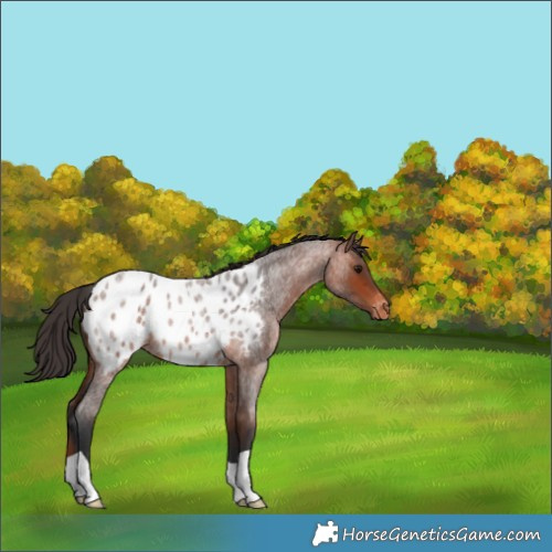 Horse Color:Bay Roan Appaloosa 