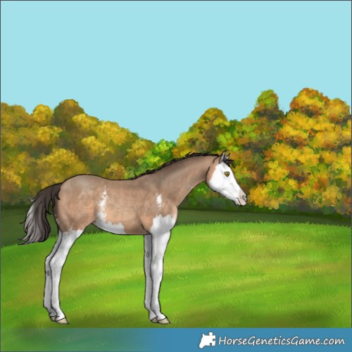Horse Color:Sable Champagne Sabino Splash 
