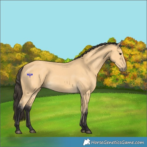 Horse Color:Buckskin 