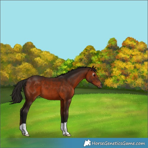 Horse Color:Gray Bay