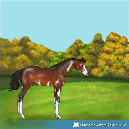 Horse Color:Gray Bay Sabino