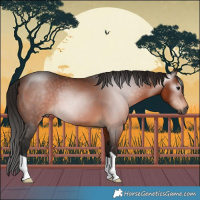 Horse Color:Gray Bay 