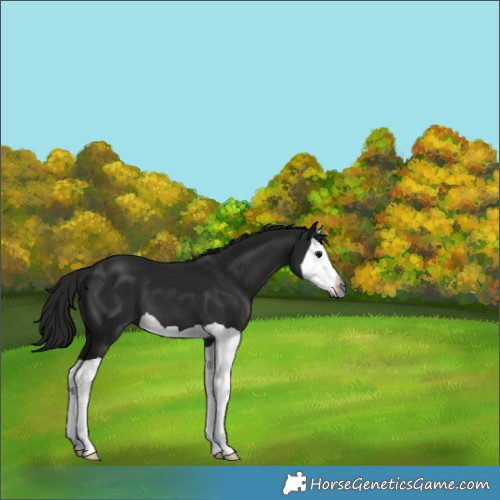 Horse Color:Gray Black Splash 