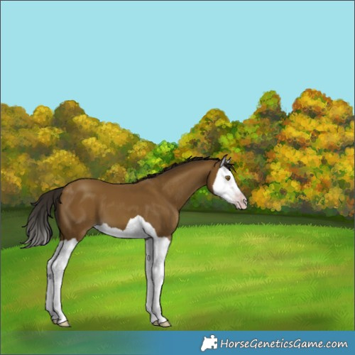 Horse Color:Gray Classic Cream Champagne Splash 