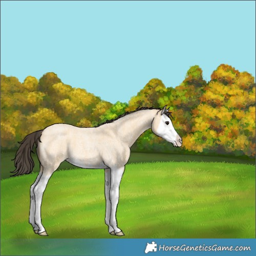 Horse Color:Buckskin Roan Splash 