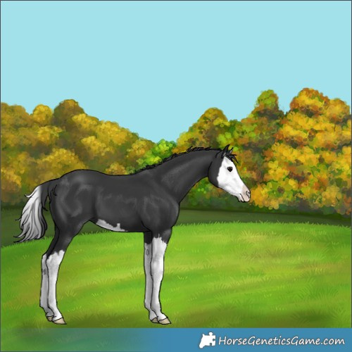 Horse Color:Black Splash 