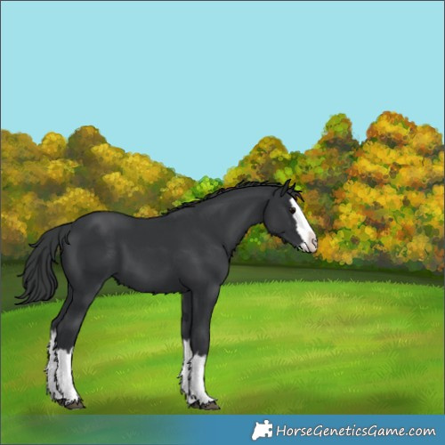 Horse Color:Black Splash 