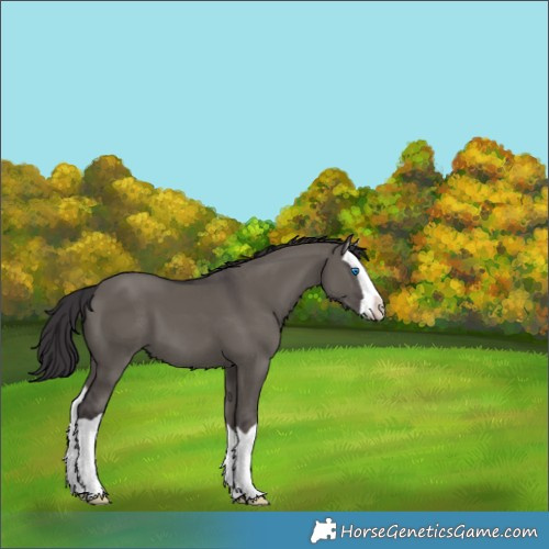 Horse Color:Smoky Grullo Splash 