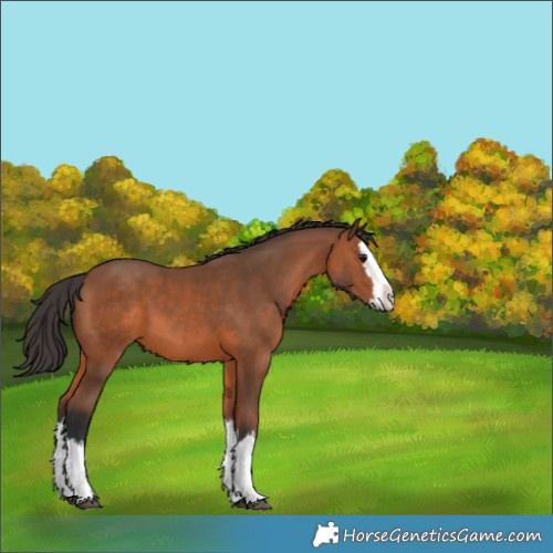 Horse Color:Bay Splash 
