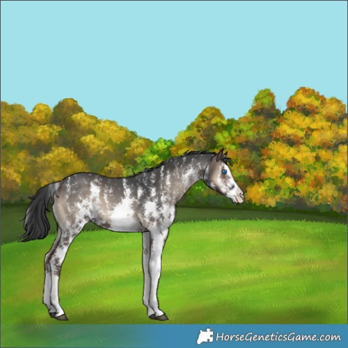 Horse Color:Blue Onyx Sabino Splash 