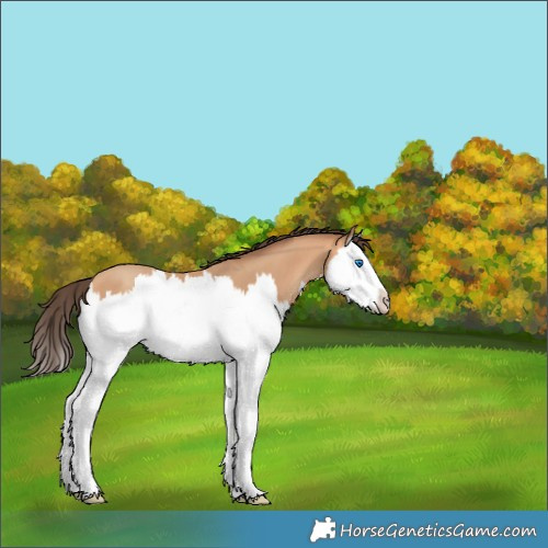 Horse Color:Amber Champagne Splash 