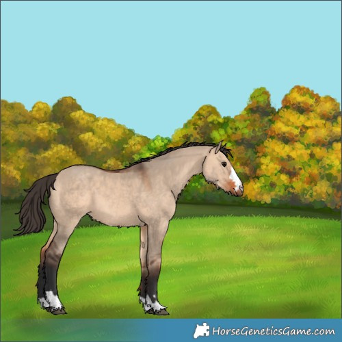 Horse Color:Bay Dun 