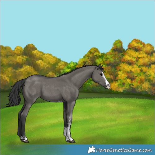 Horse Color:Grullo Sabino 