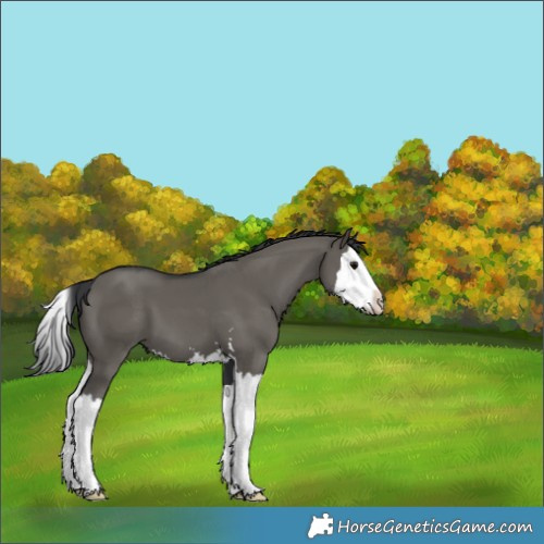 Horse Color:Grullo Splash 