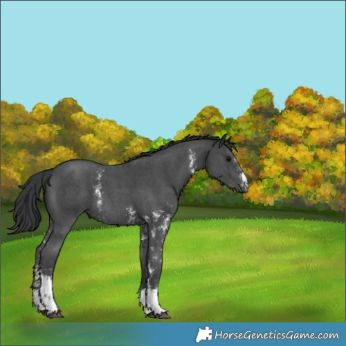 Horse Color:Black Sabino 