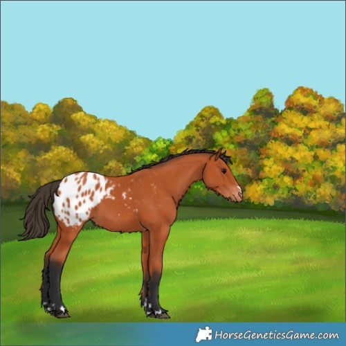 Horse Color:Bay Appaloosa 