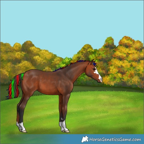Horse Color:Painted Bay 