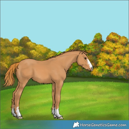 Horse Color:Chestnut 
