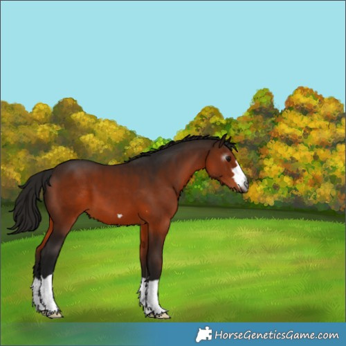 Horse Color:Gray Bay 
