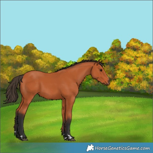 Horse Color:Bay 