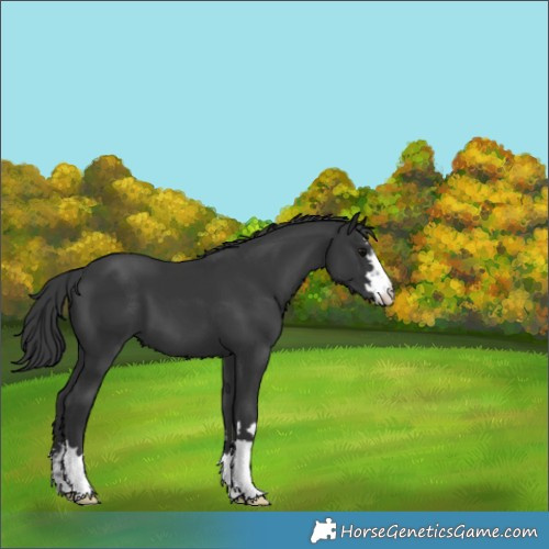 Horse Color:Black 