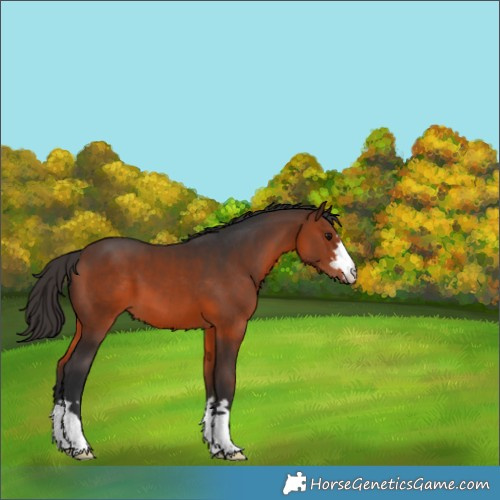 Horse Color:Brown 
