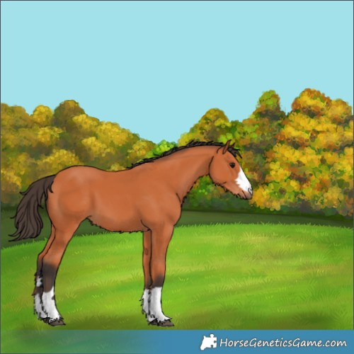 Horse Color:Bay 