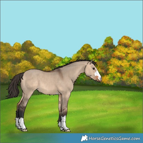 Horse Color:Bay Dun 