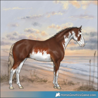 Horse Color:White Spotted Palomino Rabicano