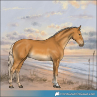 Horse Color:Palomino Sabino 