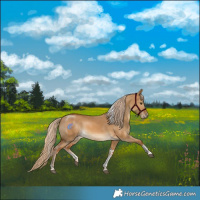 Horse Color:Palomino Dun Sabino Tobiano 