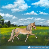 Horse Color:Palomino Dun Sabino Tobiano