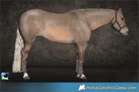 Horse Color:Red Dun Mushroom Sabino 