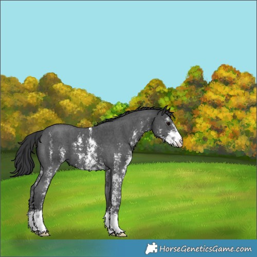 Horse Color:Black Sabino 