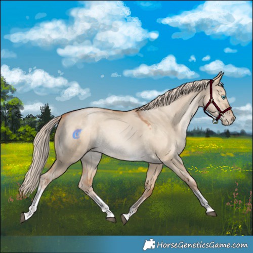 Horse Color:Palomino Snowdrop Dun Tobiano 