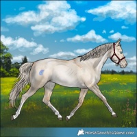 Horse Color:Palomino Pearl Dun Tobiano