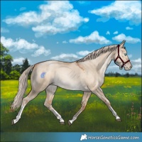 Horse Color:Palomino Snowdrop Dun Tobiano 