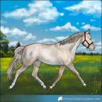 Horse Color:Palomino Snowdrop Dun Tobiano